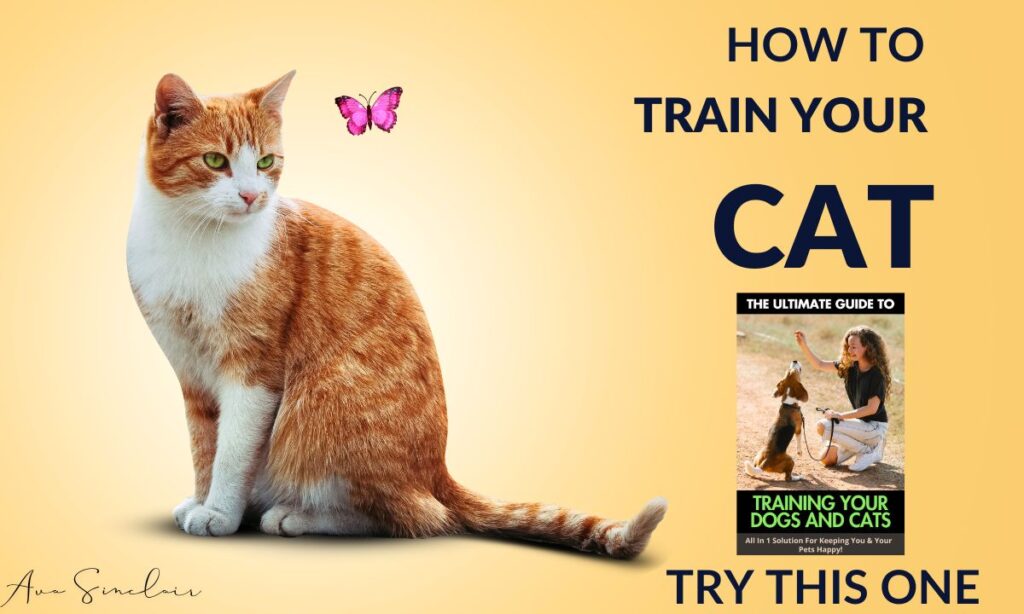 train your pet Review